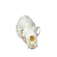 thumbnail image 1 of CLLOEAT de taxidermia con calavera de animal real, visón y gato, para educación, 1 of 6