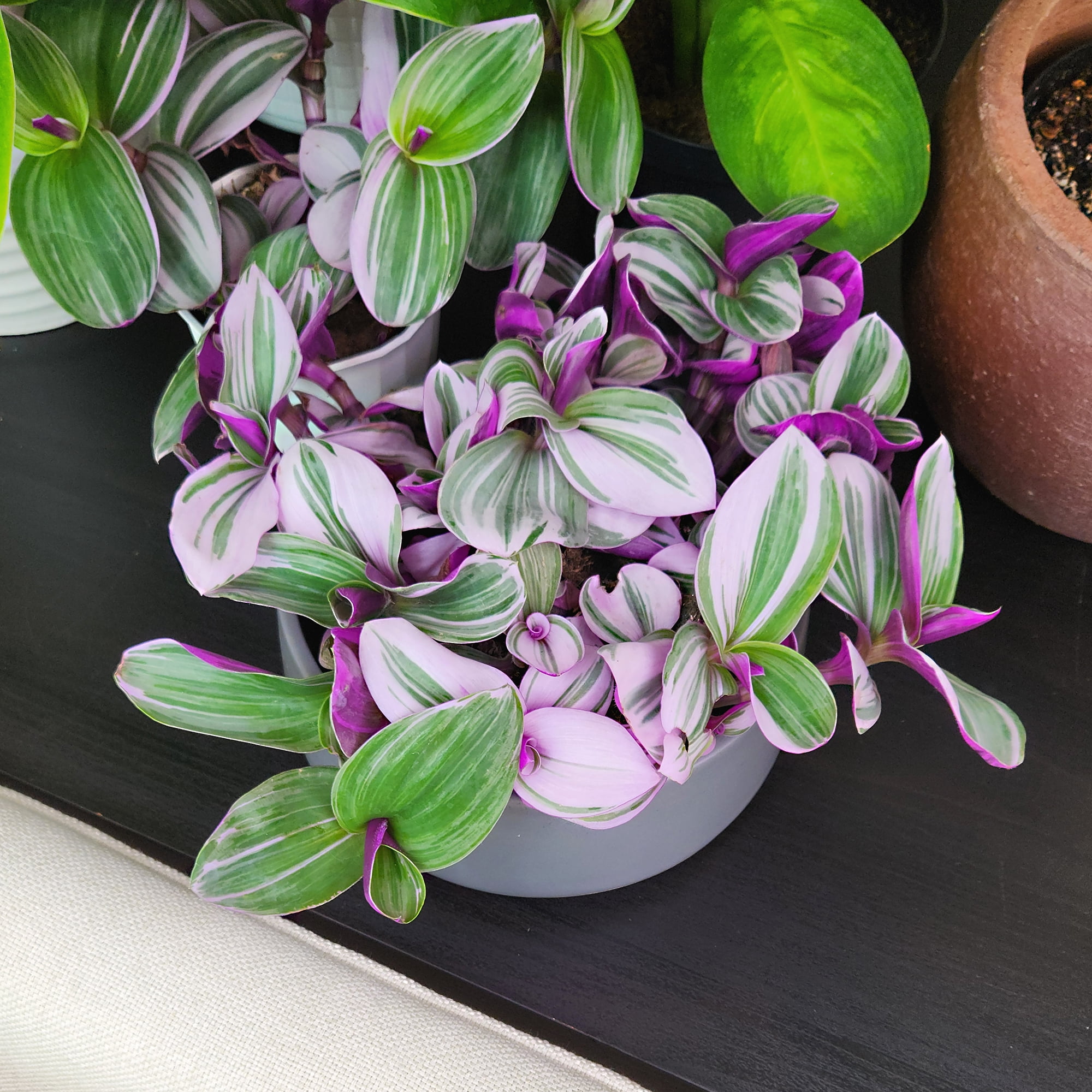 Altman Plants Multicolor Tradescantia 'Nanouk' Multipack in 4" Grower Pots (4 Count)
