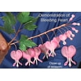 thumbnail image 3 of Bleeding Heart Leaf Cutter by WSA, 3 of 4
