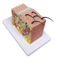 thumbnail image 5 of Skin Model, 35X Enlarged Anatomical Model Anatomy for Science, 5 of 5