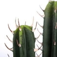 thumbnail image 2 of Vickerman 27.5" Artificial Green Cactus Plant., 2 of 5