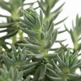 thumbnail image 4 of Expert Gardener 1PT Multicolor Sedum Live Perennial Plant Sun, 4 of 10