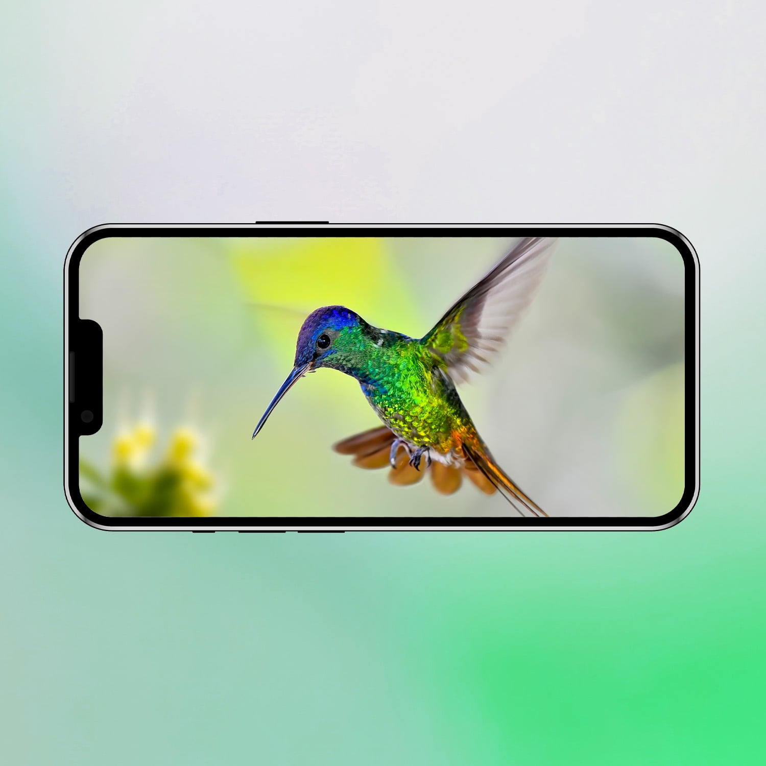 Bird Feeder with Camera Solar Powered AI Tech for Breed Recognition Detection for Live Photo & Video