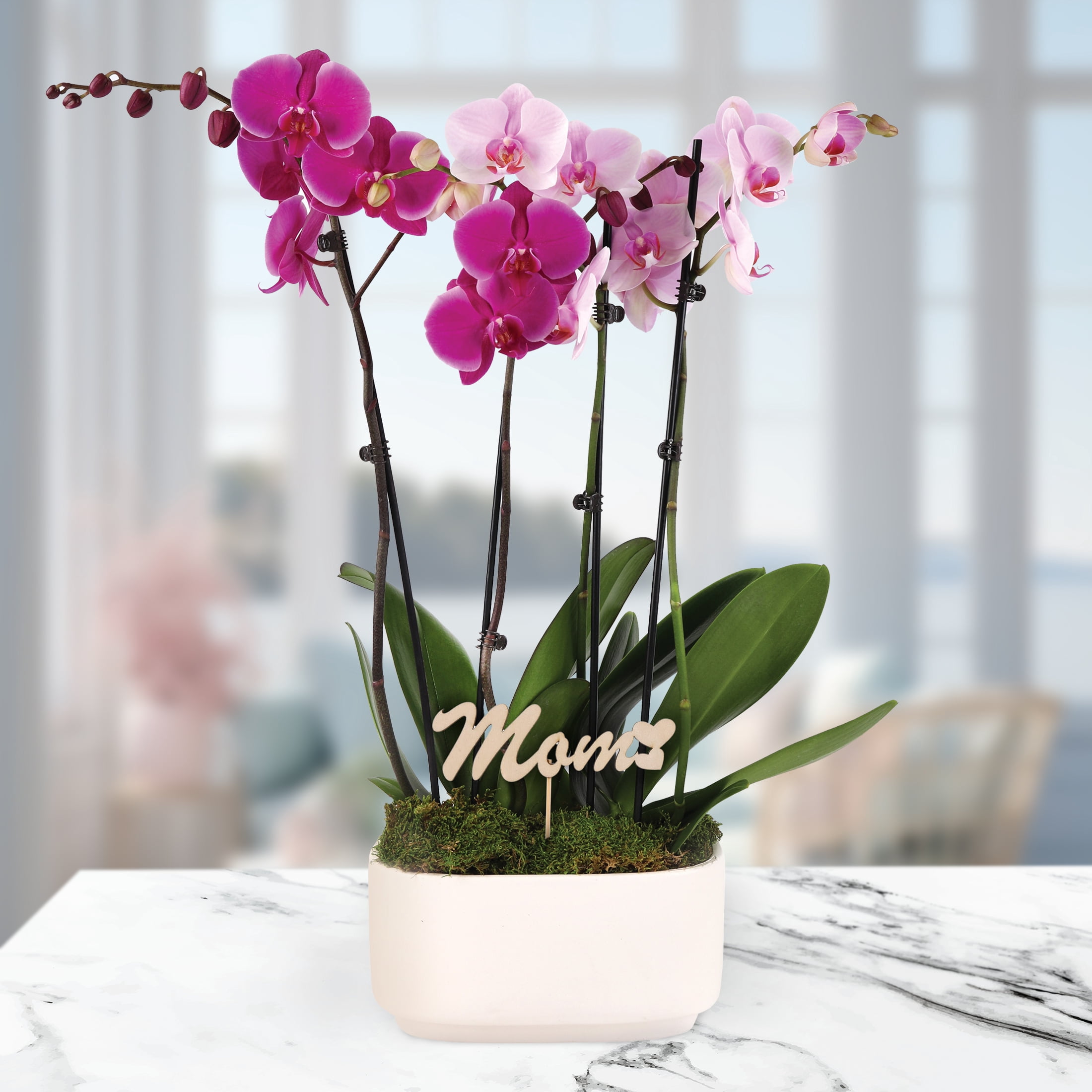 Live 10in Pink and Magenta Orchid Duo in White Pot with 'Mom' Pick