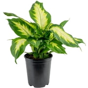 Costa Farms Live Indoor 12in. Dieffenbachia, Grower Pot
