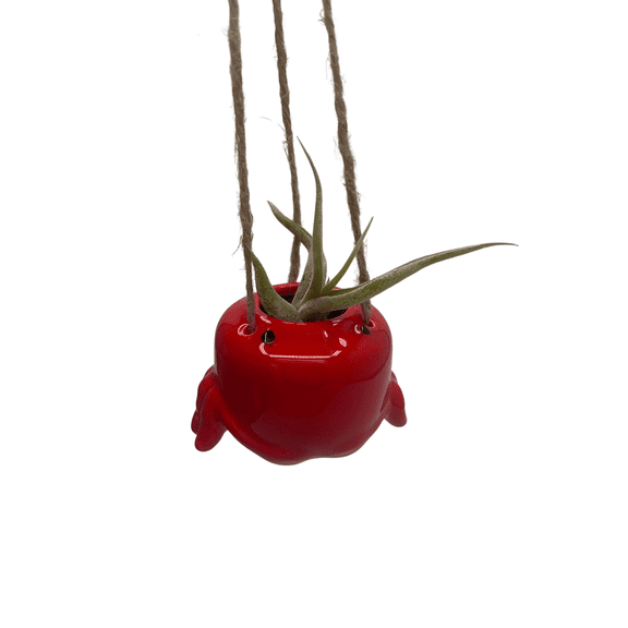 Crabby Chic Ceramic Hanging Planter plus Live Air Plant - Tillandsia