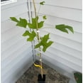 thumbnail image 3 of Tulip Tree Live Plant 18-24" Tall in Quart Pot - Liriodendron Tulipifera - Tulip Poplar Tree - Yellow Poplar - Ornamental Tree for Outdoor Garden, 3 of 5
