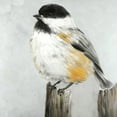 thumbnail image 2 of Atelier B Art Studio 15x15 White Modern Wood Framed Museum Art Print Titled - Coal Tit Bird, 2 of 4