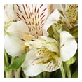 thumbnail image 2 of Bouquet alstroemeria con 10 tallos, 2 of 4