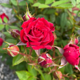 thumbnail image 2 of Red Mini Rose Plant, Miniature Rose Live Plant, Vibrant Red Flowers, 3 inches Pot, 2 of 5