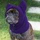 thumbnail image 1 of Gorro de invierno para mascotas Yinane con orejeras capucha ajustable para perros pequeños Violeta Sombreros para perros, 1 of 8