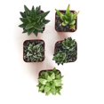 thumbnail image 4 of Shop Succulents | Alluring Collection of Live, Hand Selected Variety Pack of Mini 5 Different Aloe Plants in 2" Grower Pots, Easy to Grow and Hard to Kill, 4 of 4
