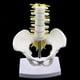 thumbnail image 3 of Modelo Esquelético de Pelvis Humana y 5 Vértebras Lumbares Suministro de Laboratorio SM SunniMix Estatua de esqueleto de pelvis humana, 3 of 8