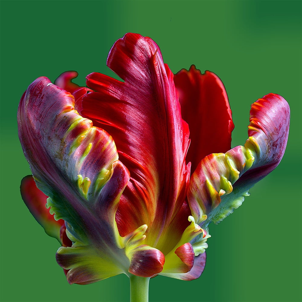 unlock Parcel Bliv overrasket Rococo Parrot Tulip 10 Bulbs - Fire Red and Green - 12/+ cm Bulbs -  Walmart.com