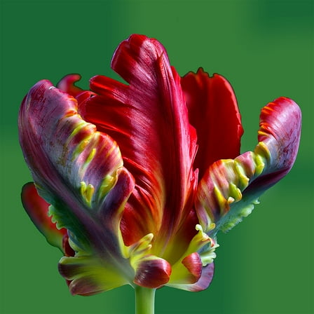 Double Rococo Parrot Tulip - Fire Red and Green - 11/12 cm Bulbs- 5 Bulbs
