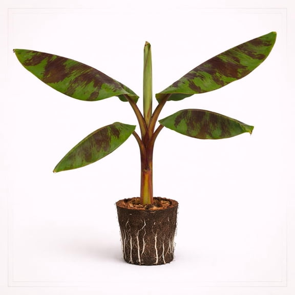 PLANT NOOK Zebrina Blood Banana Live Plant Starter Plug 2-Pack | Striped Red Marked Tropical Foliage Banana | Statement Patio Container Plant | Full Sun to Part Shade