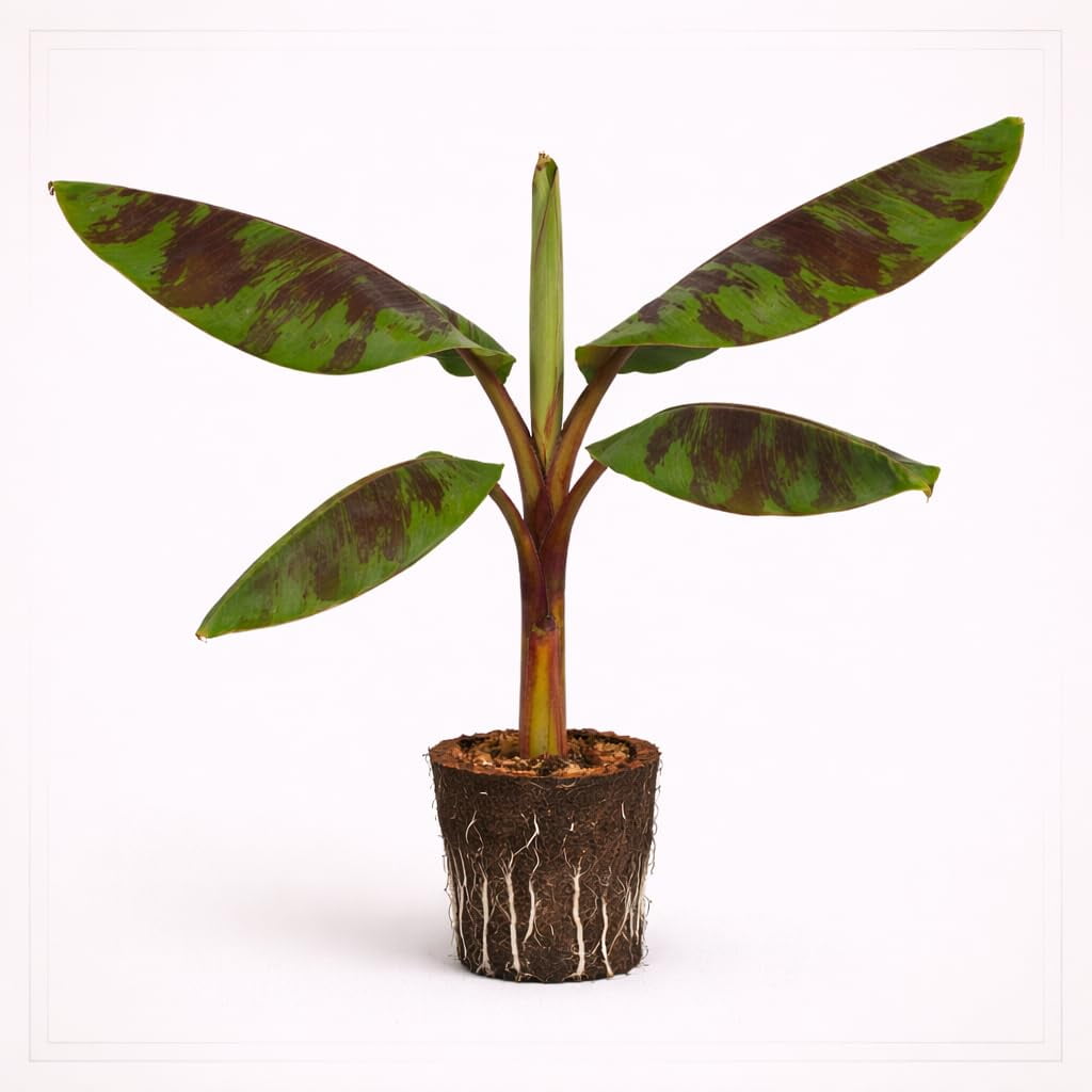PLANT NOOK Zebrina Blood Banana Live Plant Starter Plug 2-Pack | Striped Red Marked Tropical Foliage Banana | Statement Patio Container Plant | Full Sun to Part Shade