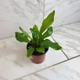 thumbnail image 2 of Asplenium Nidus Bird's Nest Fern, 4" Plant, The Plant Farm, 2 of 5