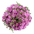 thumbnail image 2 of Bloomingmore - Rafines Louis Fresh Flowers, 300 Stems, 2 of 5