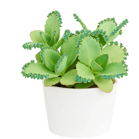 Green Kalanchoe Mother Of Thousands Plant Kalanchoe Daigremontiana Mexican Hat Small Plant 2 Inch Pot