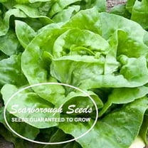 Scarborough Seeds Organic Butter Lettuce 1000 Seeds Non GMO (Buttercrunch)