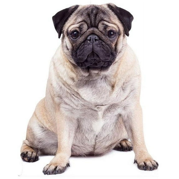 Star Cutouts SC1232 128 x 102 cm Pug Dog Giant Cutout