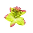 thumbnail image 1 of Horquilla Sonducket con patrón de flores Verde, Accesorio para el cabello, AP012915-05, 1 of 6