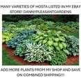 HOSTA JURASSIC PARK HARDY PERENNIAL SHADE PLANT GIANT W 18 X 14 hosta-jurassic-park-hardy-perennial-shade-plant-giant-w-18-x-14