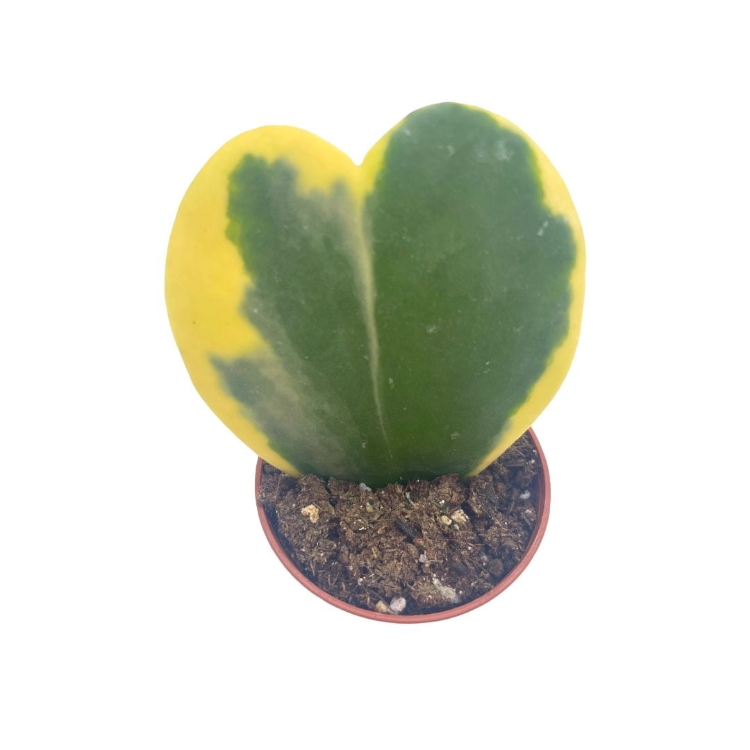 Variegated Hoya Kerrii Heart / Sweetheart Plant / Mothers day plant / Hoya Plant / Heart Shaped Succulent / Heart Hoya / Live Plant Rare
