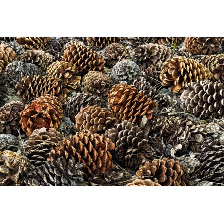 Mountain Cabin Pinecone - Pinecones on ground from ancient bristlecone pine tree, White Mountains, California. Great Basin Na Print Wall Art By Adam Jones