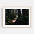 thumbnail image 2 of Untitled - California Photography Forest Nature Woodland Scenic Woods Mystical Landscape Unframed Wall Art Print 12 x 18 inches, 2 of 7
