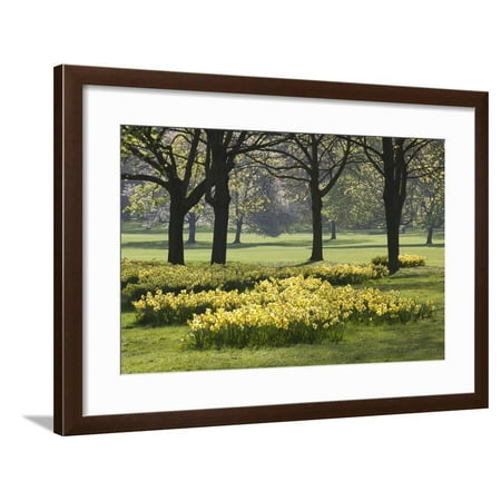 Daffodils, Green Park, London, England, United Kingdom, Europe Framed Print Wall Art By Stuart Black