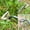 A, variant on Linnome 2 in 1 Garden Rake Weeder Manual Puller Tool Stainless Steel Hand Weeding with Ergonomic Handle for Yard 15.7in C