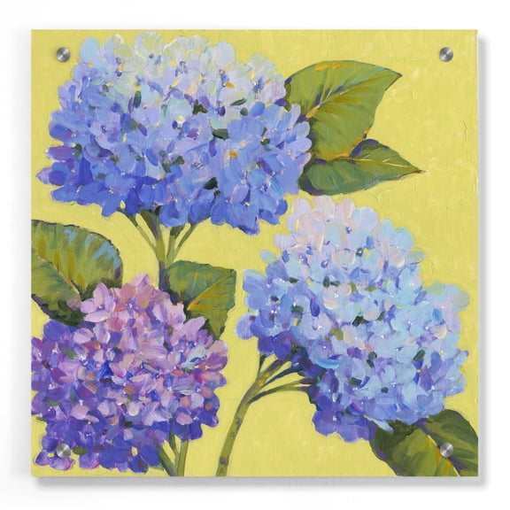 Epic Art 'Spring Hydrangeas II' by Tim O'Toole, Acrylic Glass Wall Art, 36"x36"