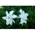 thumbnail image 6 of Frostproof Gardenia - 3 Live Plants - Fragrant Blooming Shrub - Gardenia Jasminoides, 6 of 7