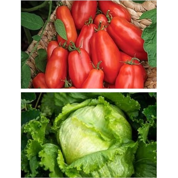 GSDWIUEW Graines de Tomate 50+ Pâte San Marzano Tomate Plus Bonus Grands Lacs Iceberg Laitue-Toutes Graines Patrimoniales-Jardin de Légumes Paquet Dou