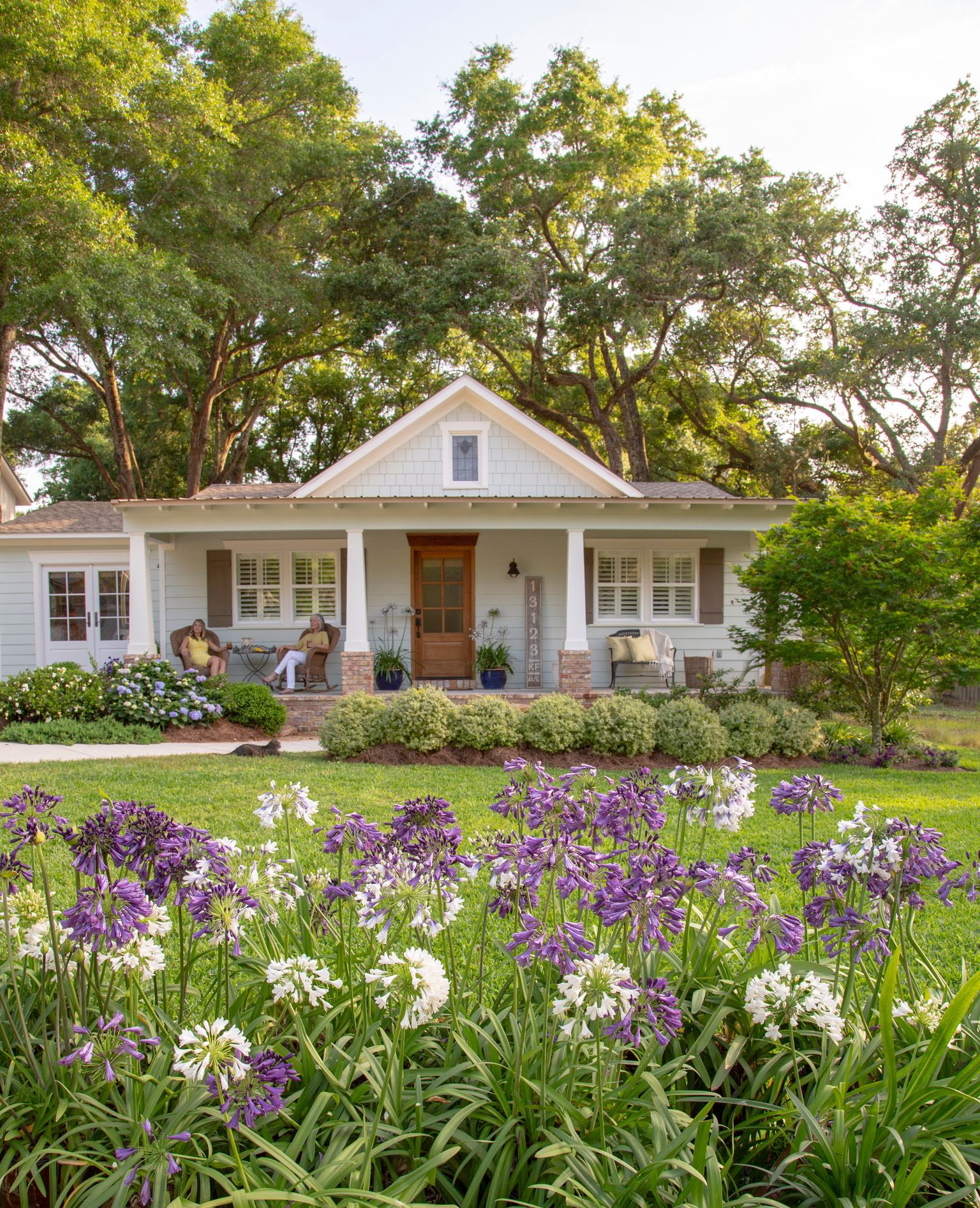 Southern Living Ever Amethyst Agapanthus 'Lily of the Nile' Live Shrub in 2.5-Quart Grower Pot