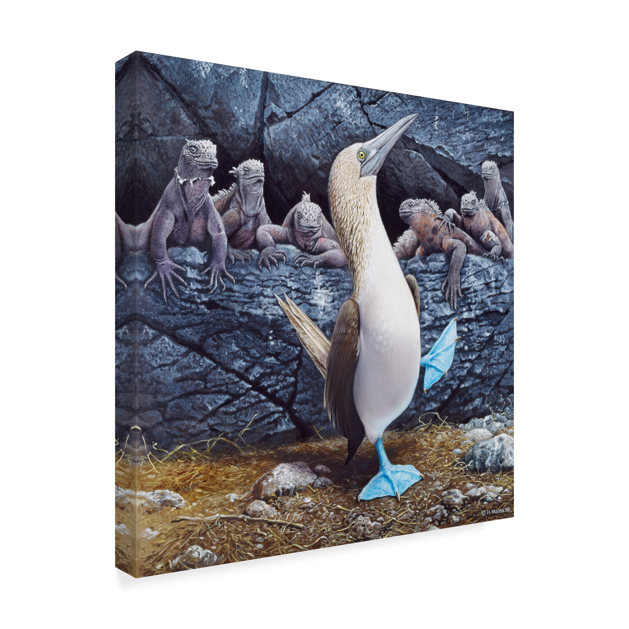 Trademark Fine Art 'Blue Footed Boobies' Canvas Art by Harro Maass