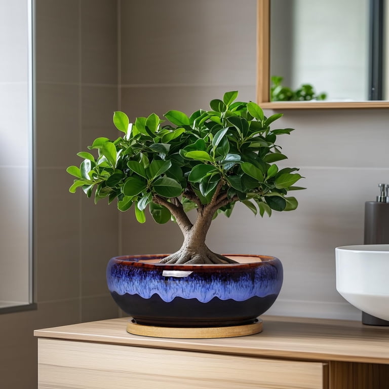 7 Inch Round Ceramic Succulent Planter with Bamboo Tray photo 5