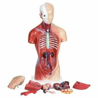 Anatomy Models Walmart Com