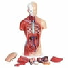 Tangnade kids toys 4D Anatomical Assembly Model of Human Organs for Teaching Education School 2020 Multicolor One size