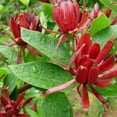 thumbnail image 4 of Sweet Shrub Bush Plant Live, Outdoor Growing, Sweet Shrub in Quart Pot, 4 of 5