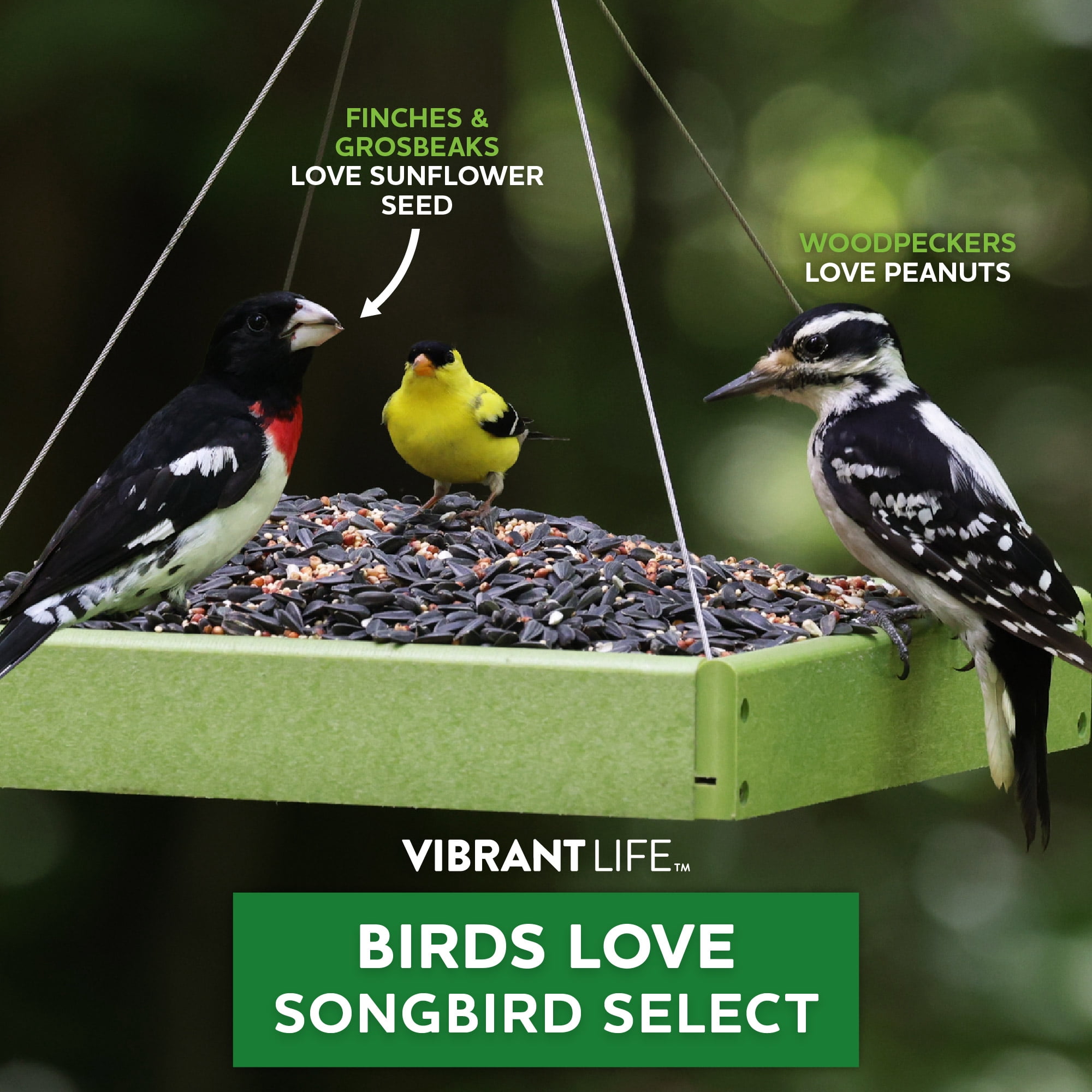 Vibrant Life Songbird Select Wild Bird Seed, 5 lb. Bag - Walmart.com