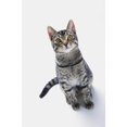 thumbnail image 2 of Grey tabby cat looking upward;Vancouver british columbia canada Poster Print (12 x 19), 2 of 4