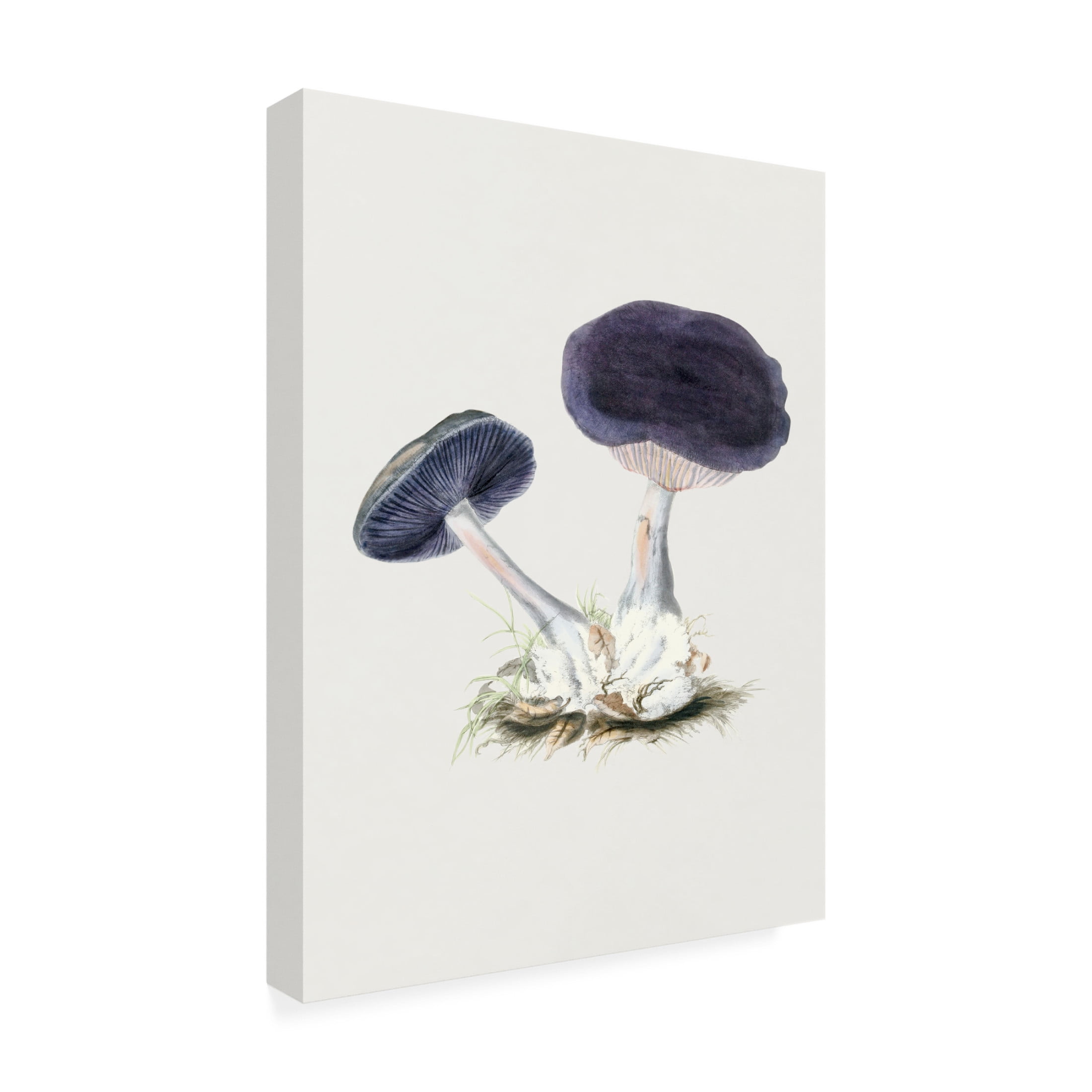 Trademark Fine Art Pictufy  Vintage Violet Webcap Mushroom Canvas Wall Art