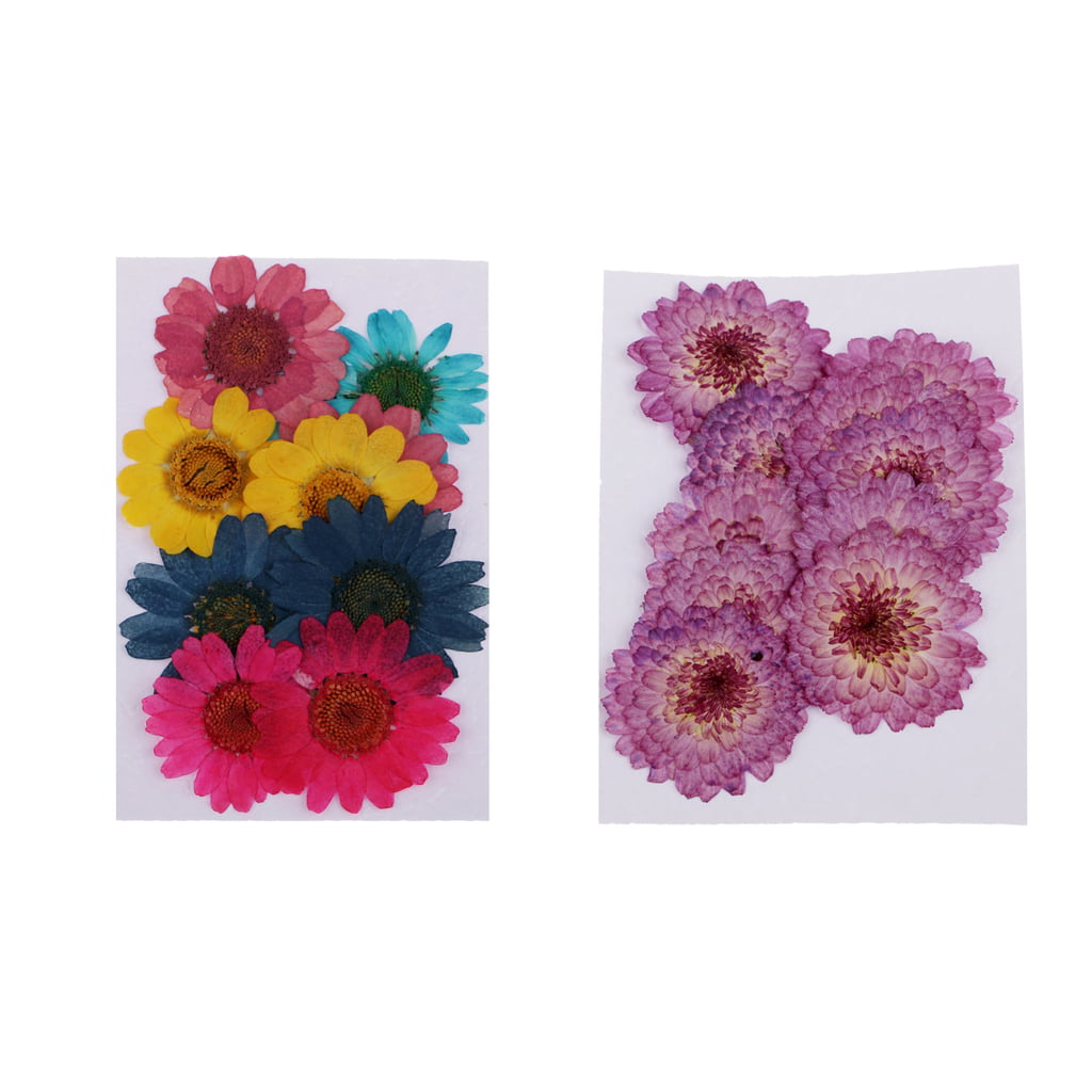 10 Pieces Dried Pressed Paludosum Daisy Flowers for DIY Art and Crafts 