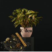 Ashwagandha Root and Elderberry Tea, Loose Leaf Herbal Tea for Relieves Stress, Immunity and Wellness, Caffeine-Free Tea