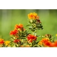 thumbnail image 3 of Flower Seeds - Safflower-250 Seeds -Annual Flower -Seed Pack - Wildflower- Drought Tolerant -  Serendipity Seeds, 3 of 5