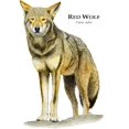 thumbnail image 3 of CafePress - Red Wolf Mug - 11 oz Ceramic Mug - Novelty Coffee Tea Cup, 3 of 6