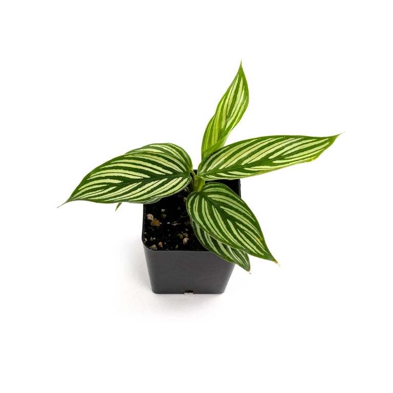 Josh's Frogs Calathea elliptica 'Vittata' Prayer Plant